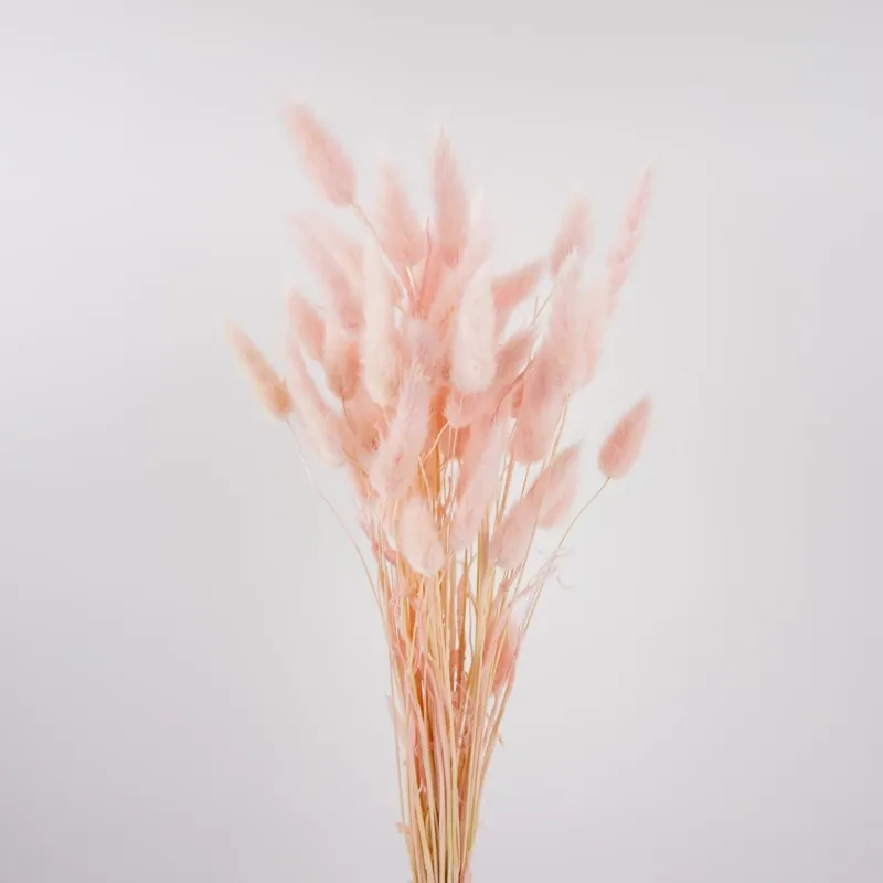 42050-101 兔尾草 粉紅