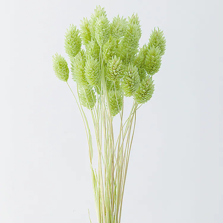 42020-741 佳那利 麝香葡萄綠