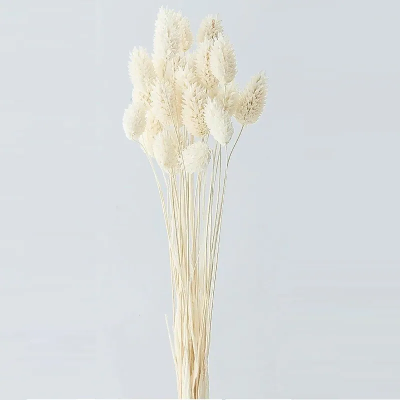 42020-011 佳那利 白