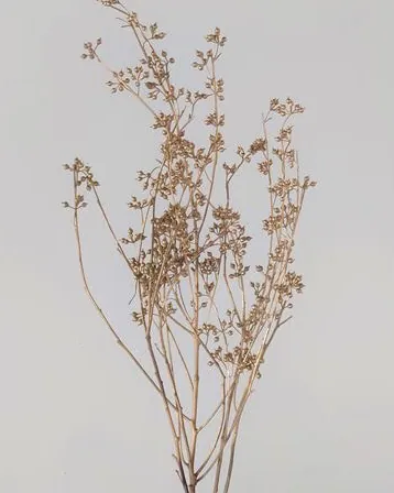 40170-902 尤加利花蕾 金
