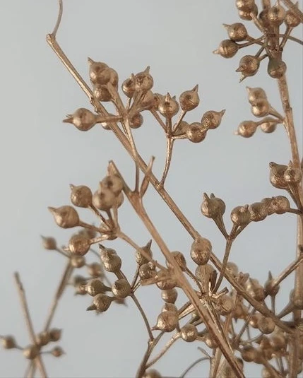 40170-902 尤加利花蕾 金