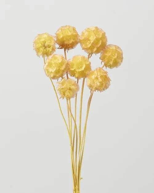 36100-512 松蟲草 黃粉
