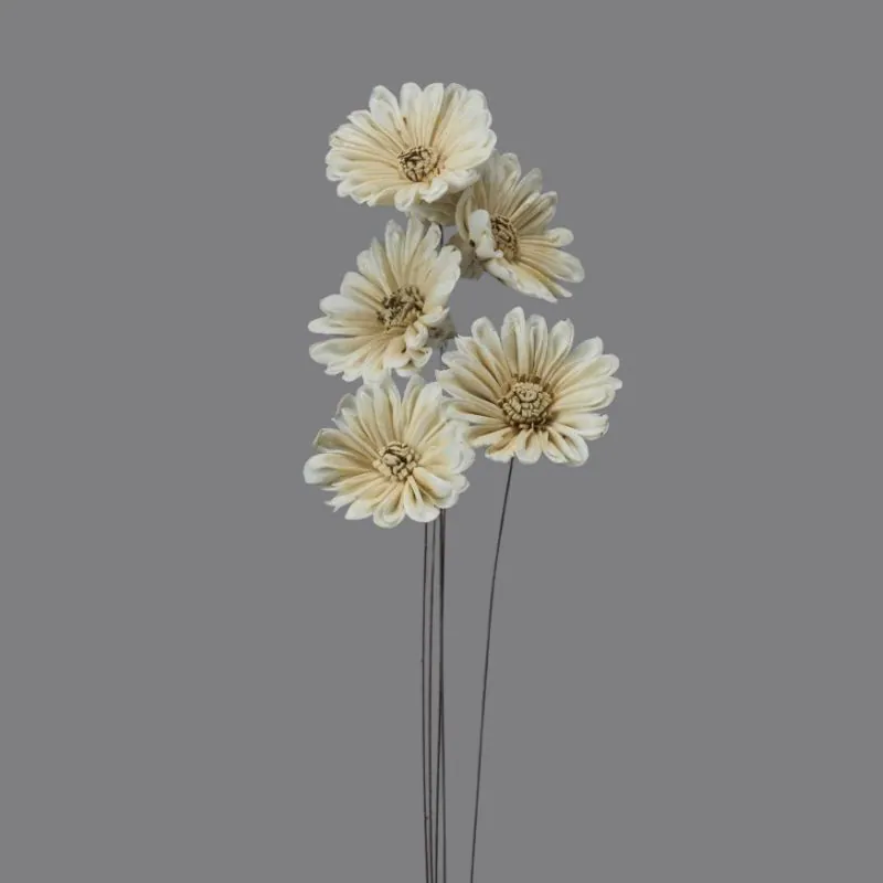 32750-083 索拉雛菊 白/棕