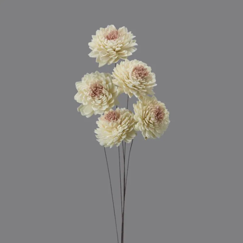 32640-021 索拉小百日草 白/粉紅