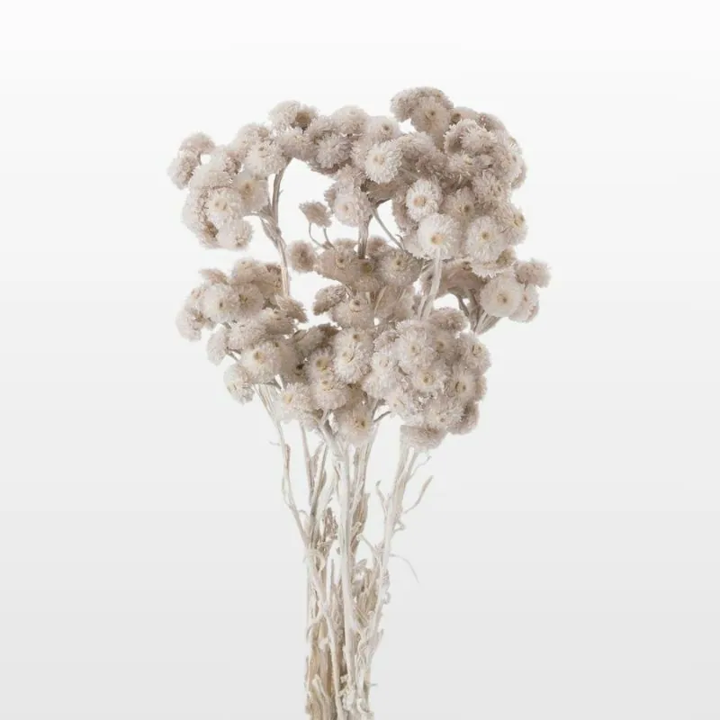 32052-871 蠟菊 珍珠灰