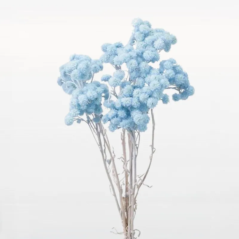 32052-621 蠟菊 淺粉藍