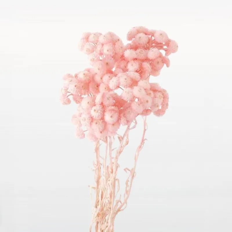32052-161 蠟菊 薄霧粉
