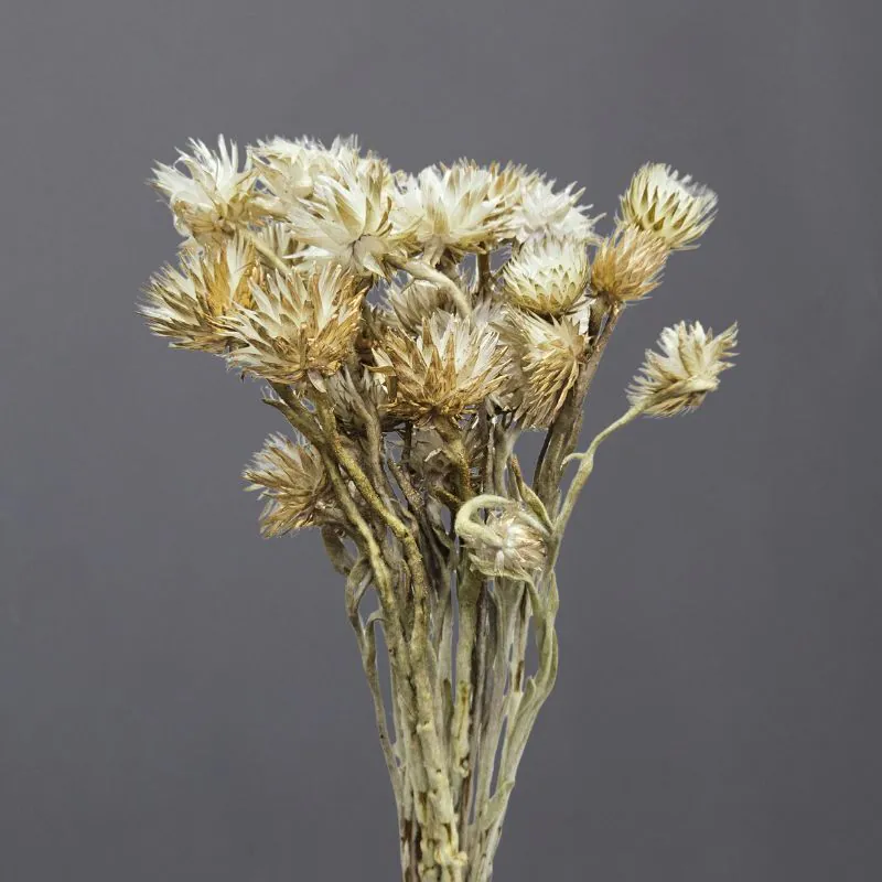 32001-019 迷你旱雪蓮 白/金