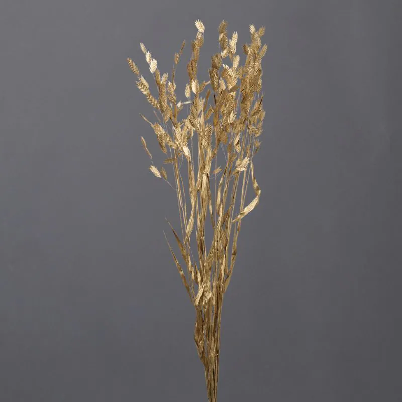 30310-902 小盼草 金
