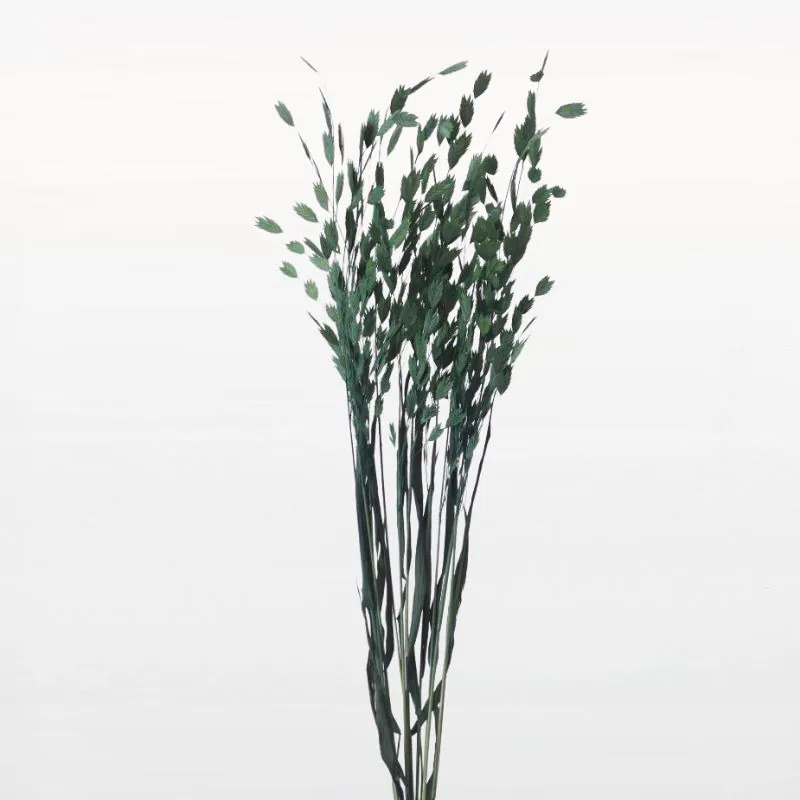 30310-761 小盼草 鈷綠