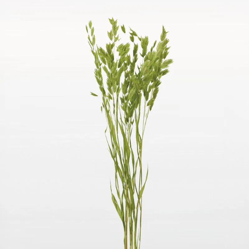 30310-721 小盼草 蘋果綠