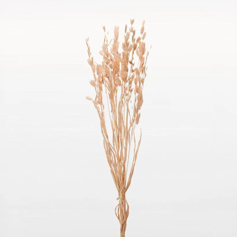 30310-371 小盼草 冰沙蜜桃