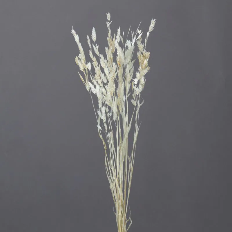 30310-021 小盼草 天然白