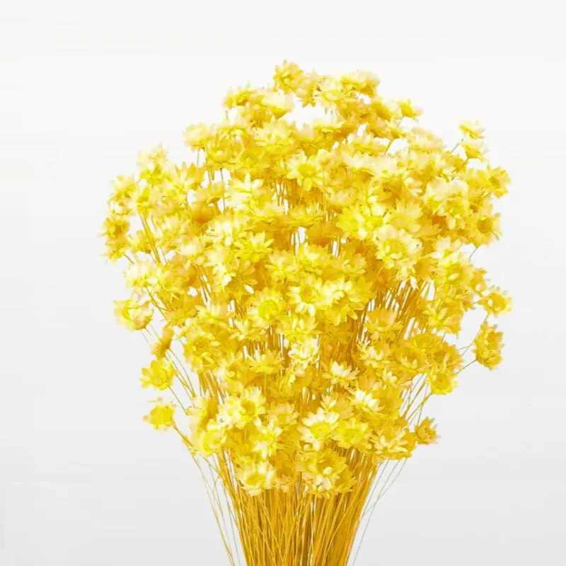 30191-501 小星花 晨曦黃