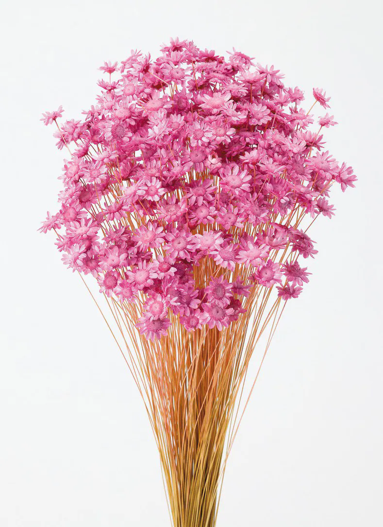 30191-221 小星花 草莓