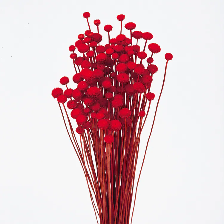30180-301 谷精草 紅