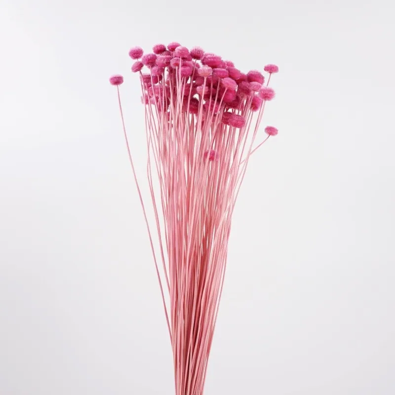 30180-141 谷精草 紫丁香粉