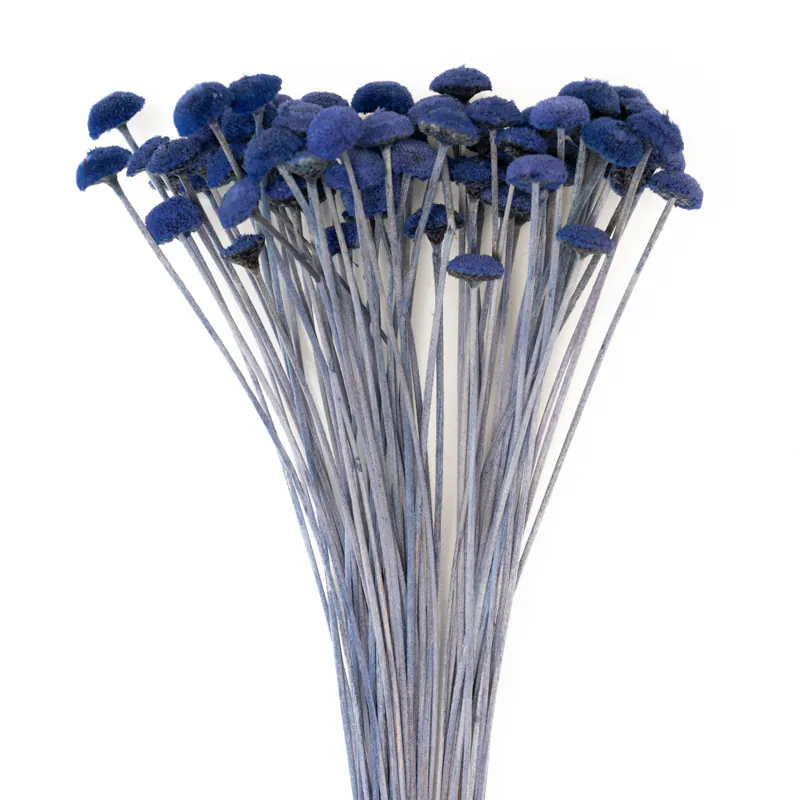 30160-600 鈕扣菊 皇家藍