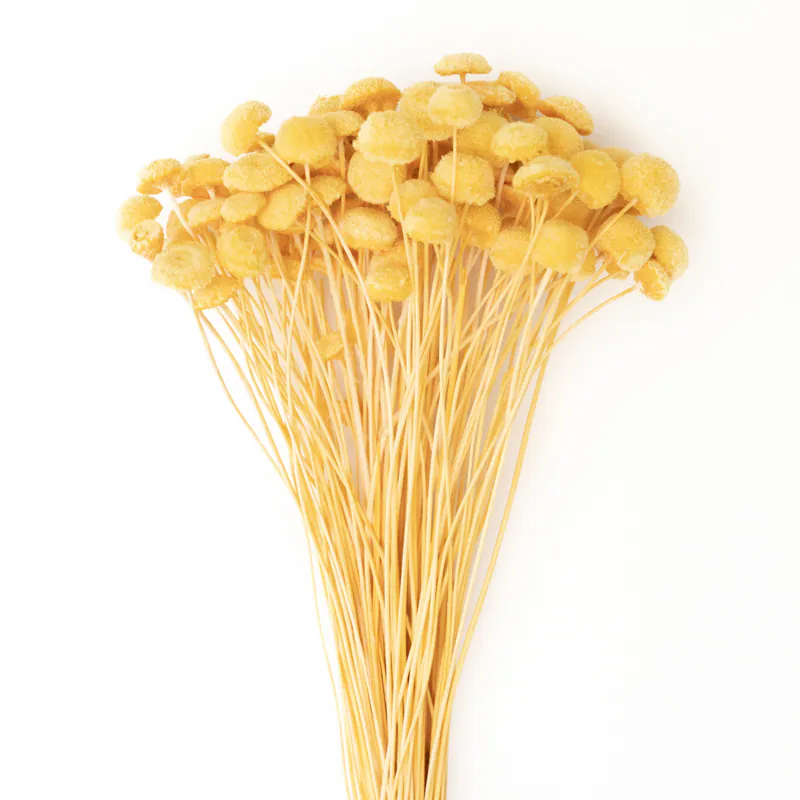 30160-520 鈕扣菊 金黃