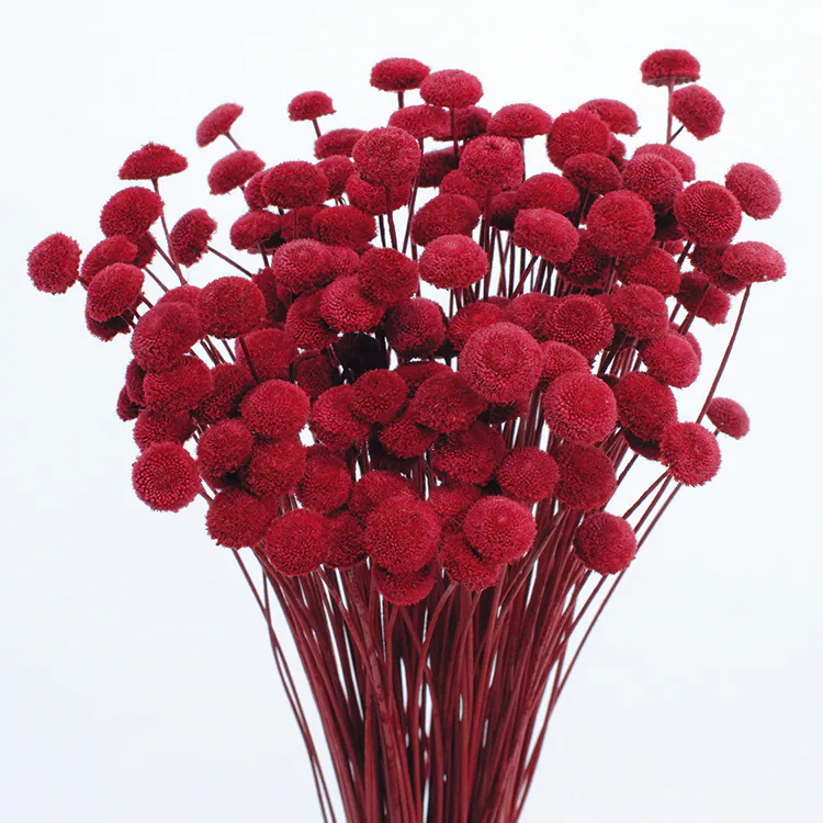 30160-320 鈕扣菊 櫻桃紅