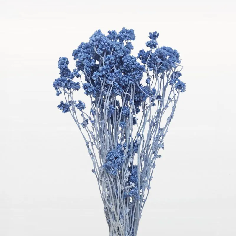 30140-651 繁星花 蘇打藍