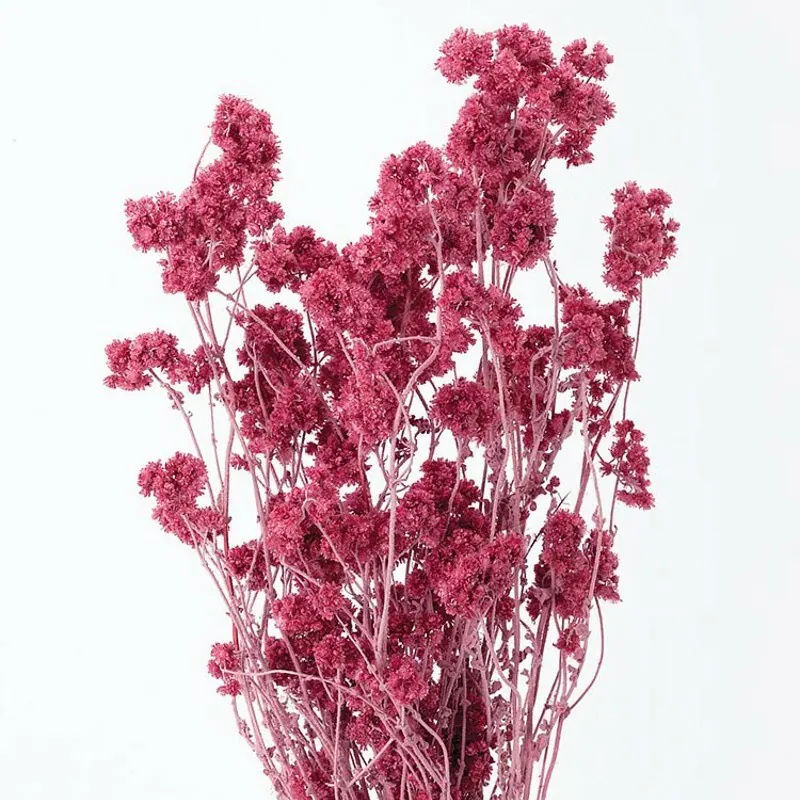 30140-211 繁星花 覆盆子