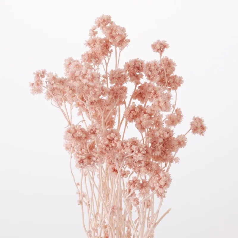 30140-161 繁星花 薄霧粉