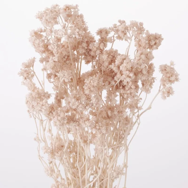 30140-081 繁星花 粉米褐