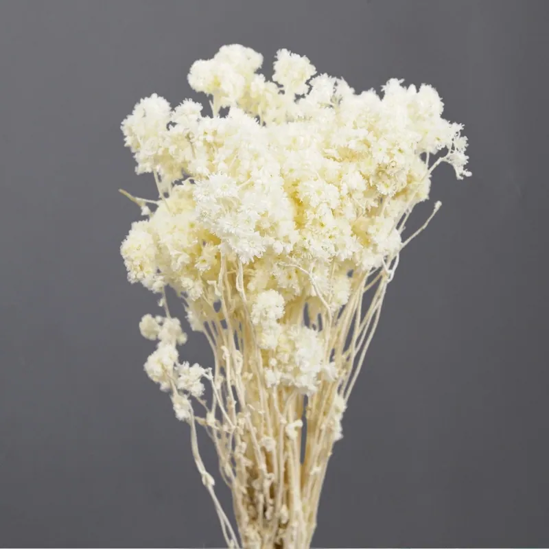 30140-011 繁星花 白