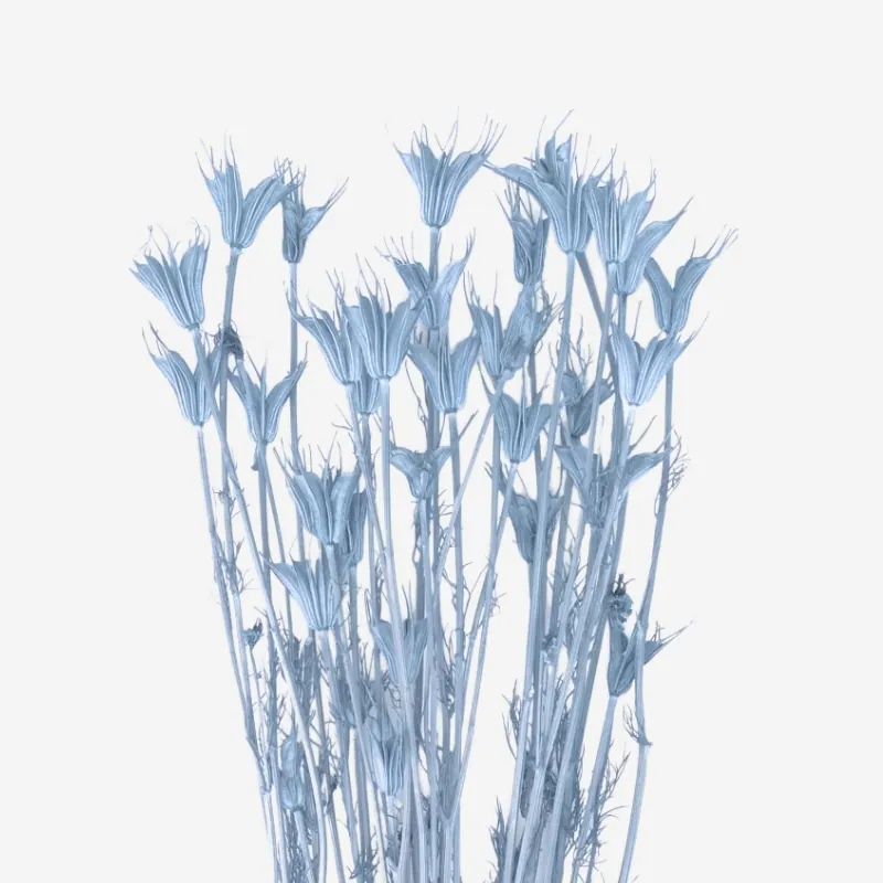 10380-691 東方黑種草 水藍