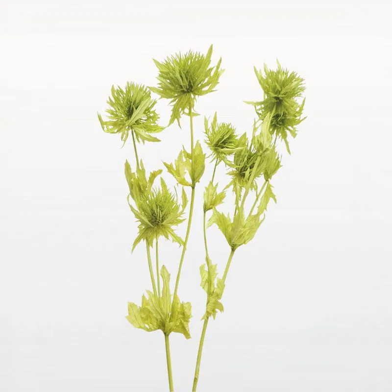 莉朵花藝｜大地農園｜10340-791｜圓球刺芹｜牧草綠 | 莉朵花藝