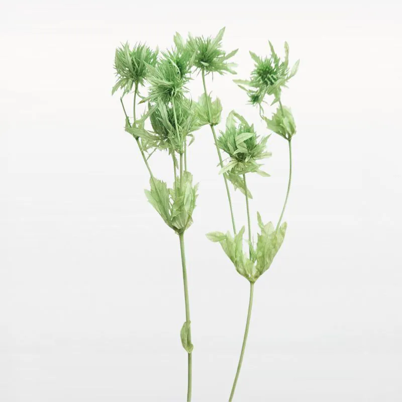 10340-761 圓球刺芹 鈷綠