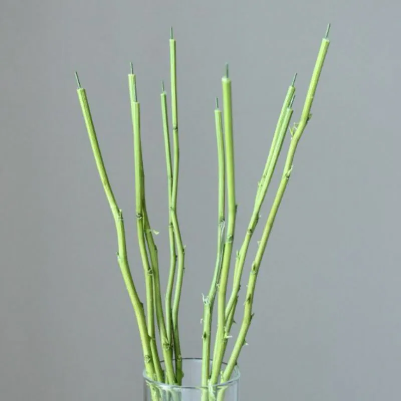 05850-700 玫瑰花莖 綠