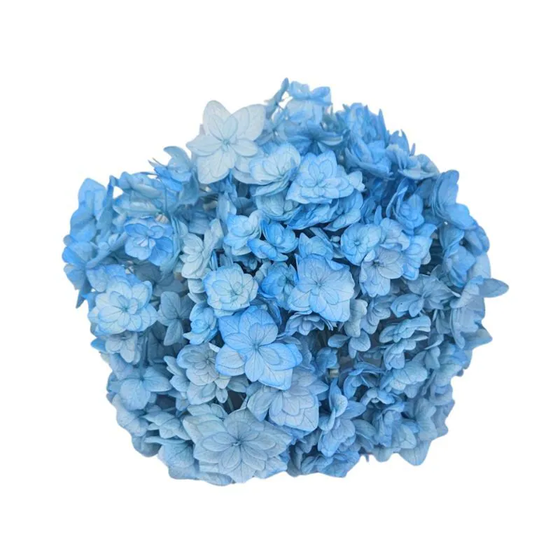 05370-661 小花繡球花 藍青