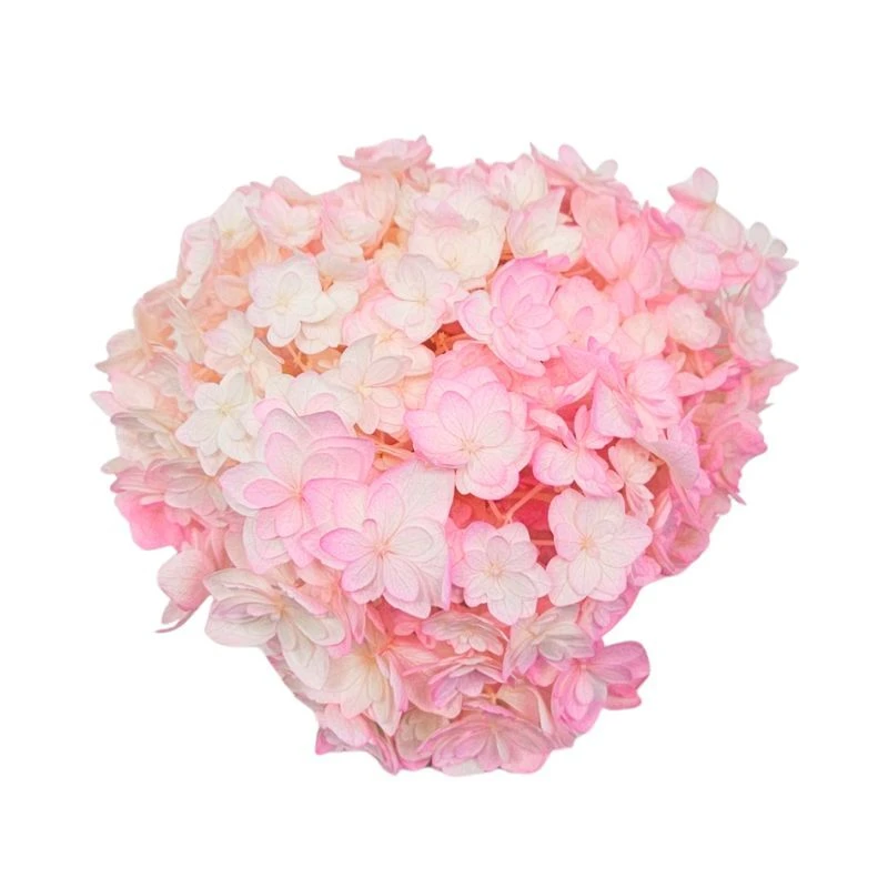 05370-103 小花繡球花 白粉
