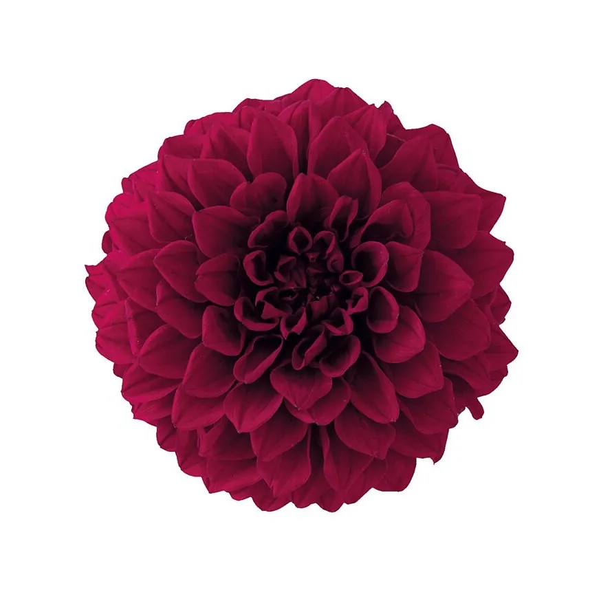 04686-481 大理花-小 酒紅