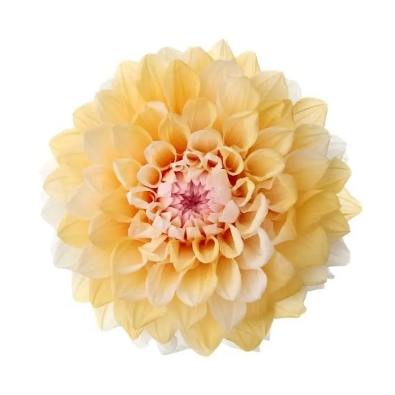 04685-391 大理花(漸層) 杏桃橘