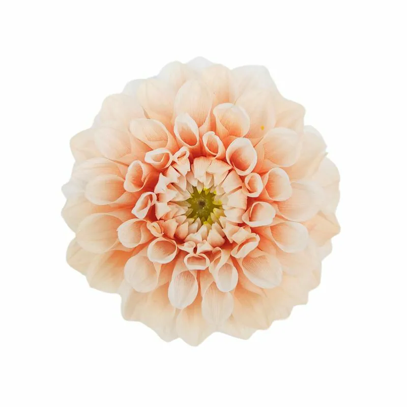 04685-371 大理花(漸層) 蜜桃