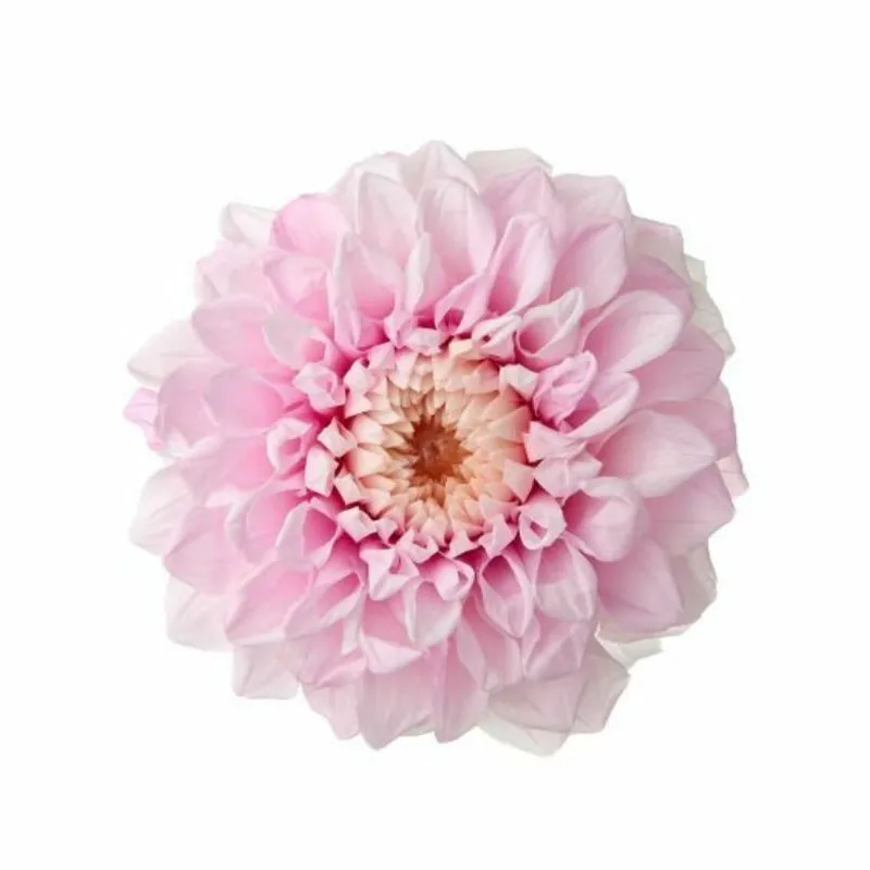 04685-102 大理花(漸層) 冰沙粉