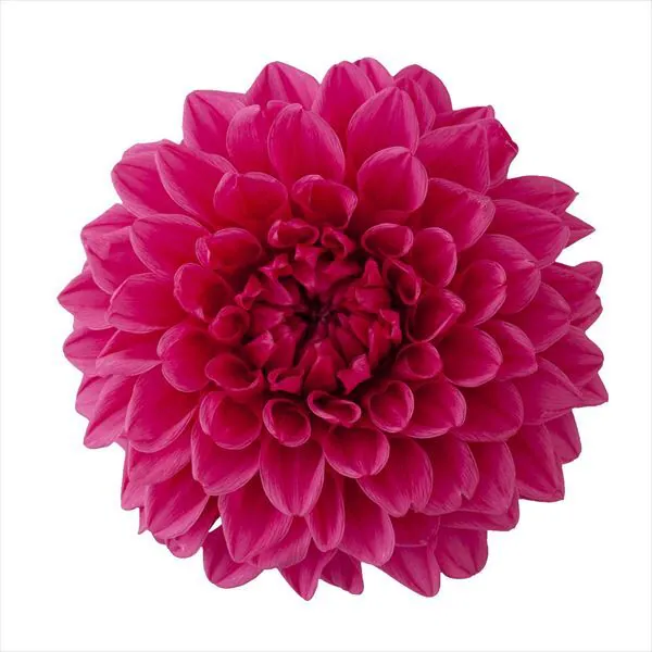 04680-221 大理花 草莓