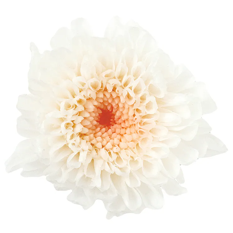 04190-011 小菊(漸層) 白粉