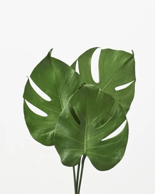 04036-700 龜背芋 綠