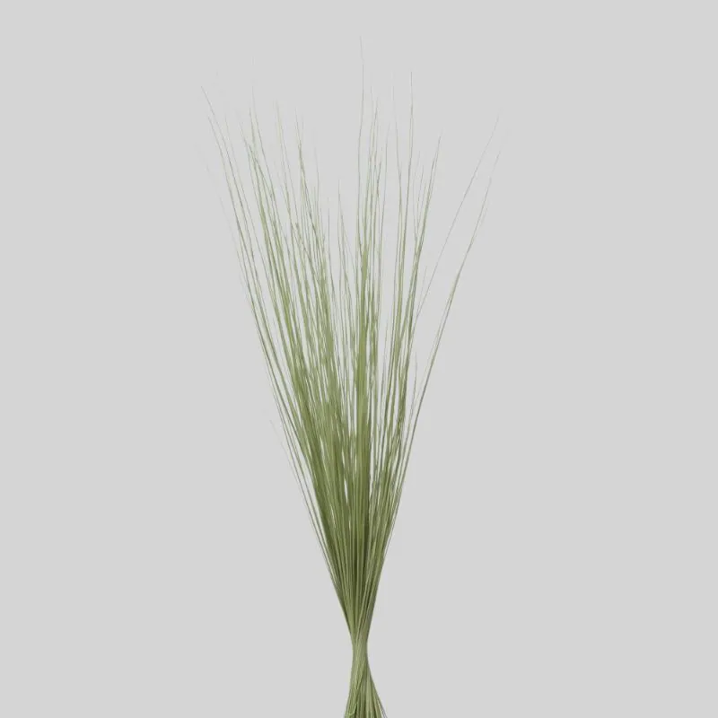 03932-751 彩虹草-短 淡綠