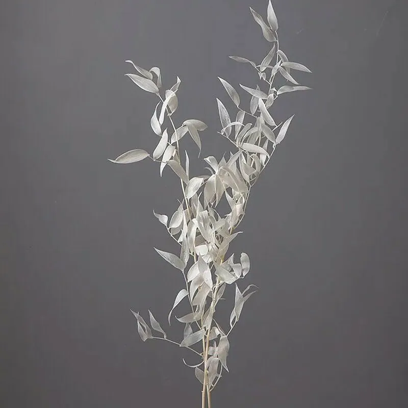 03910-011 義大利假葉樹 米白