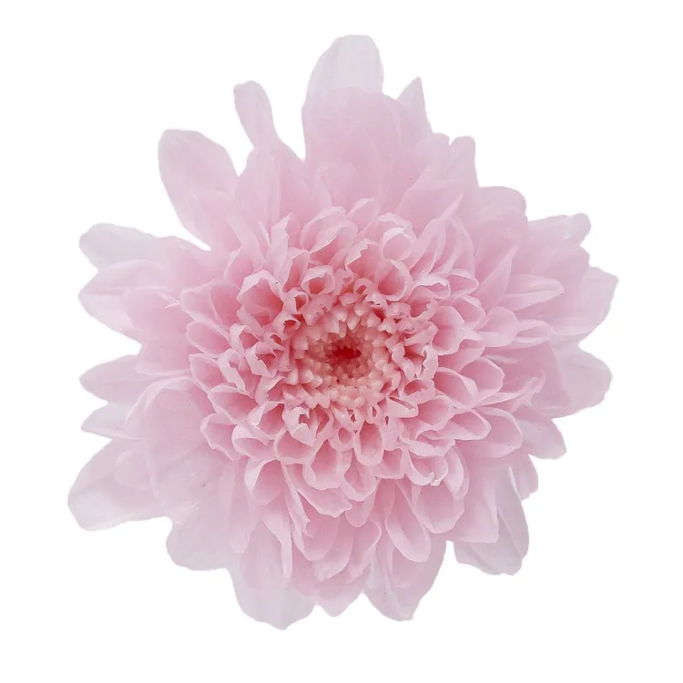 03680-102 小菊 冰沙粉