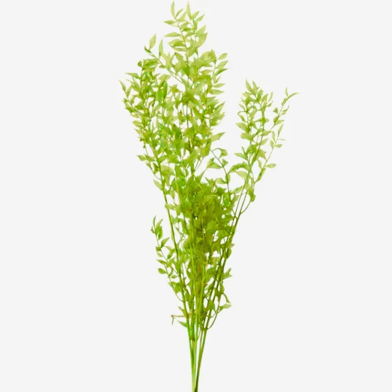 03560-721 小葉假葉樹 萊姆綠