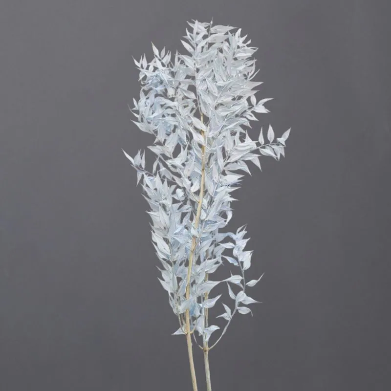 03560-621 小葉假葉樹 淺粉藍