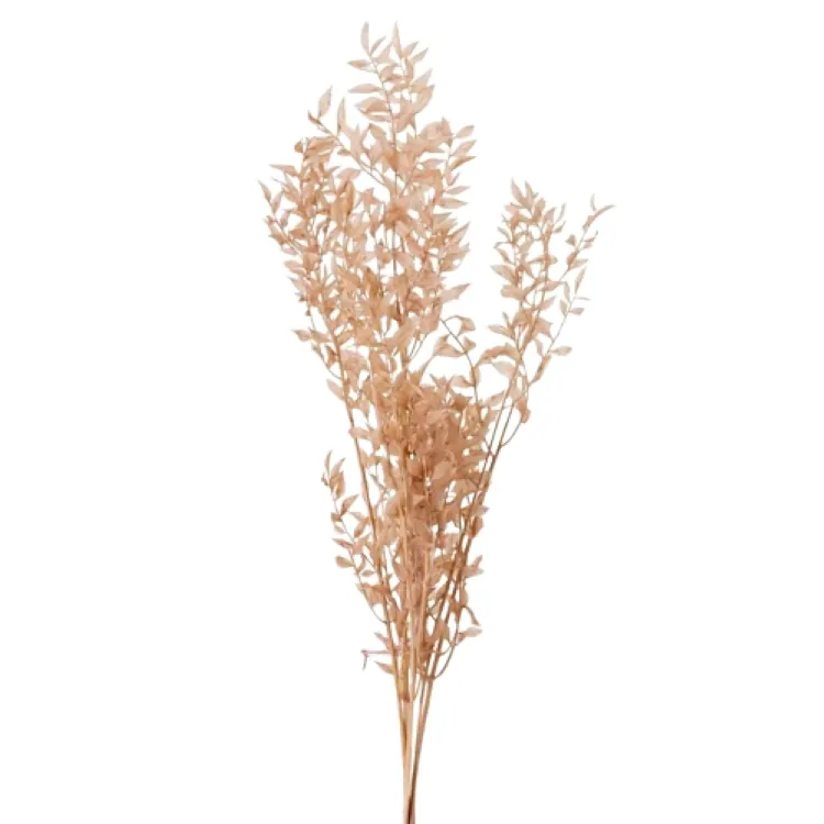03560-081 小葉假葉樹 粉米褐