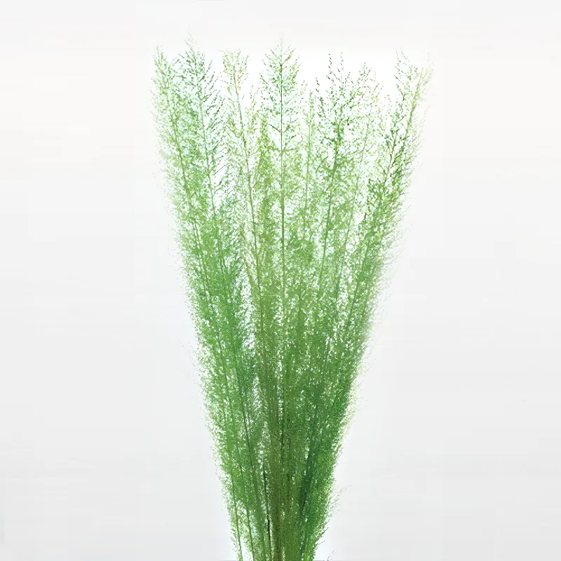 03500-700 孔雀草 綠
