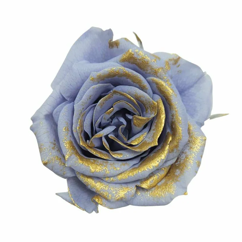 03488-639 中玫瑰(鑲金雙色) 粉霧藍鑲金